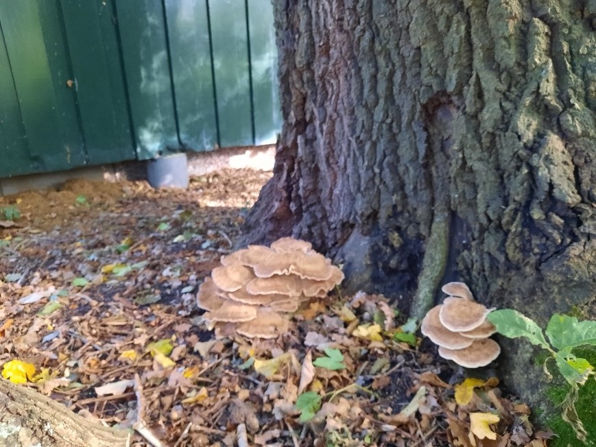 Paddenstoelen-pret