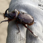 Neushoornkevers op de schooltuin