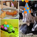 Let’s party op de boerderij