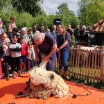 Schapen zijn hun winterjas weer kwijt