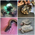 Reptielenmiddag